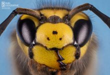 German wasp امید