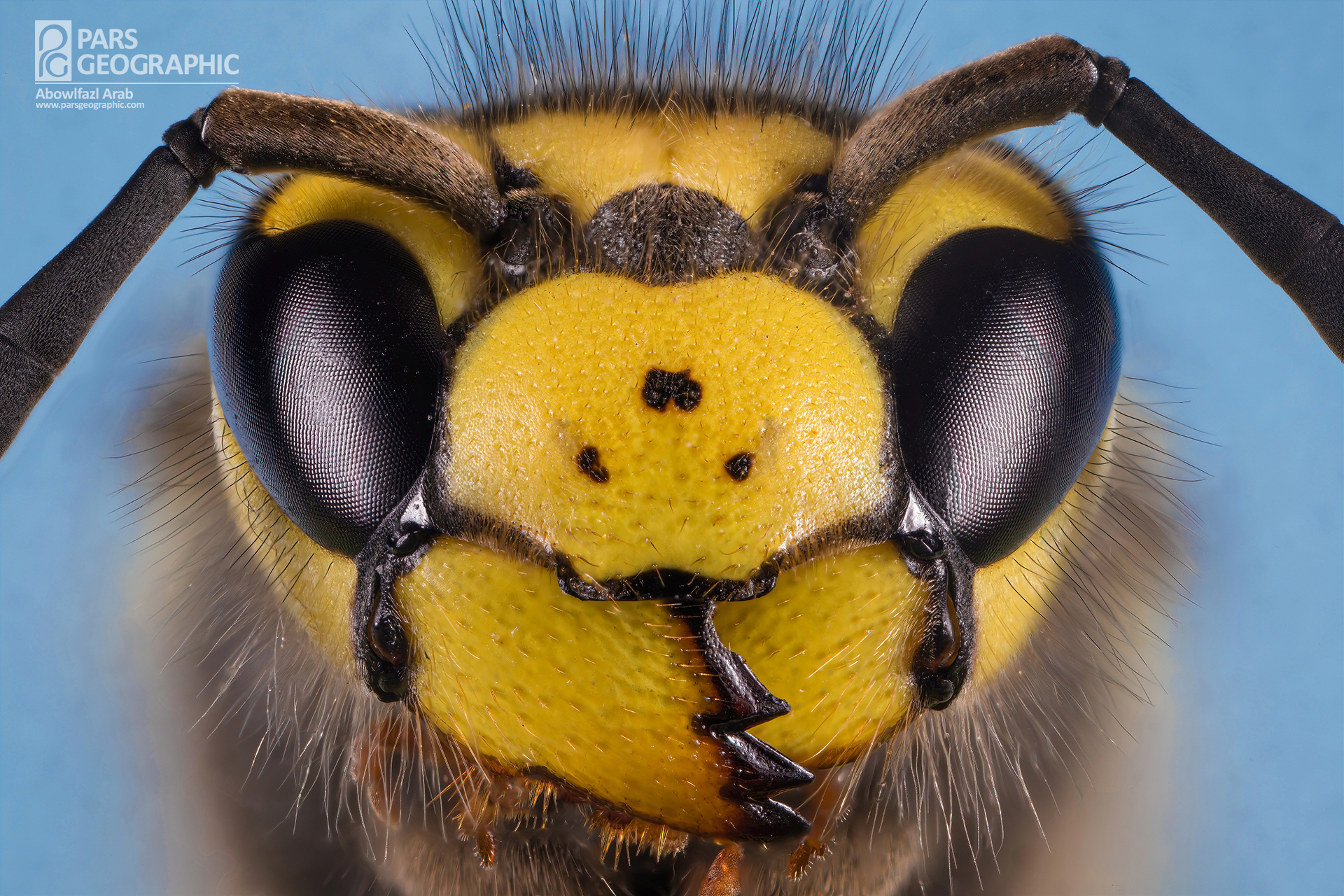 German wasp زنبور بدون عسل